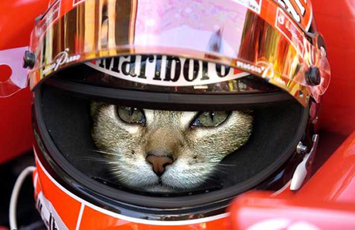 f1-gato-kimi